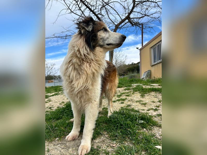 Blue -wer schenkt diesem besonderen alten Hund ein Zuhause?