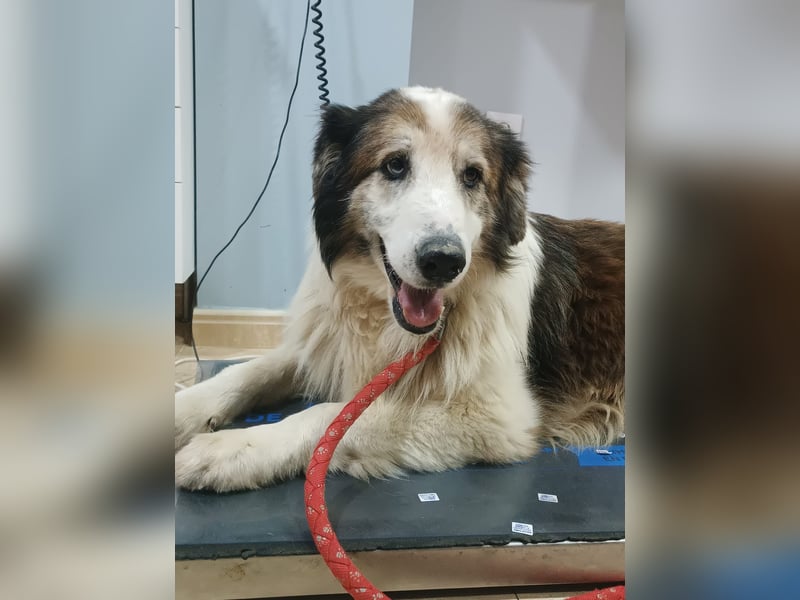 Blue -wer schenkt diesem besonderen alten Hund ein Zuhause?