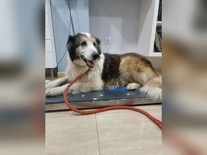 Blue -wer schenkt diesem besonderen alten Hund ein Zuhause?