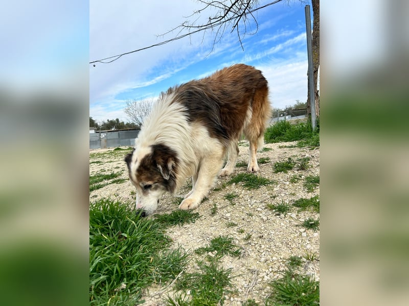 Blue -wer schenkt diesem besonderen alten Hund ein Zuhause?