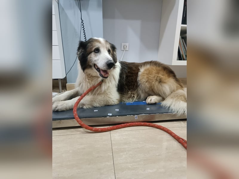 Blue -wer schenkt diesem besonderen alten Hund ein Zuhause?