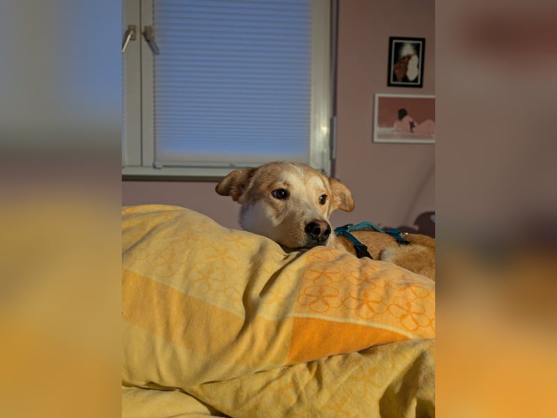 Lui
