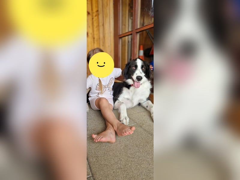 Mara, sehr kinderliebe und freundliche Hündin sucht Traumzuhause
