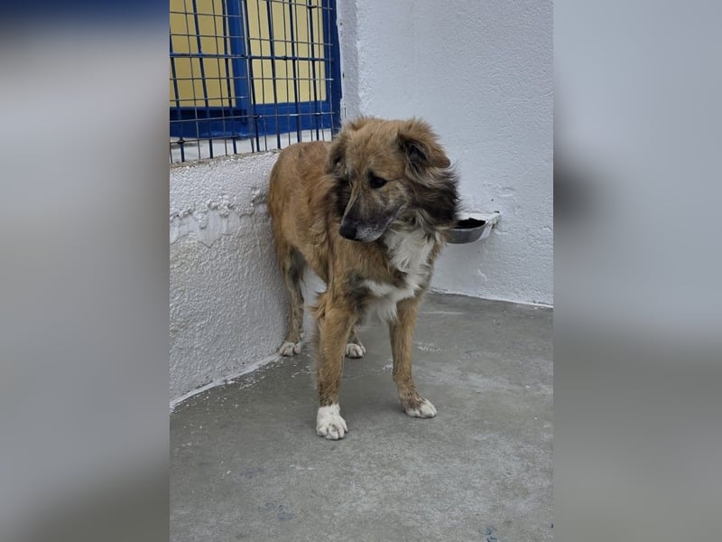 Honey, zurückhaltender Sanfter Collie Mix sucht ruhiges Zuhause