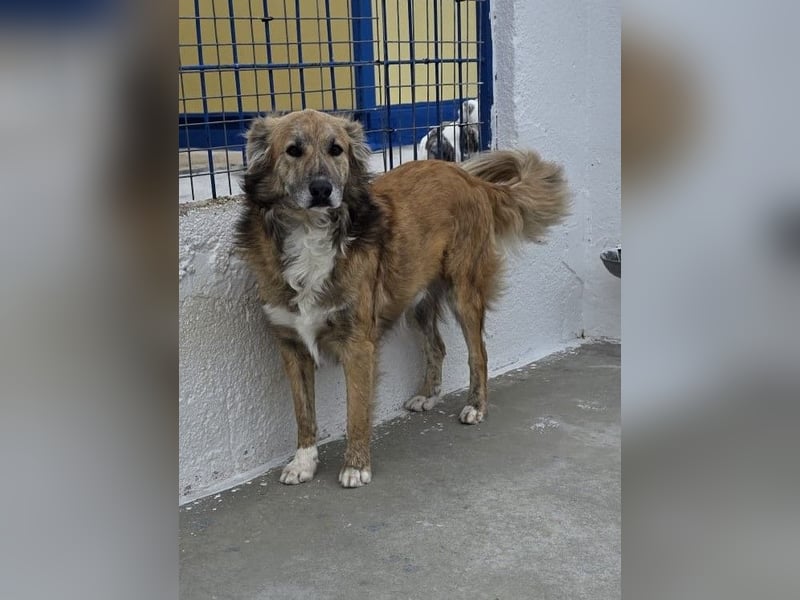 Honey, zurückhaltender Sanfter Collie Mix sucht ruhiges Zuhause