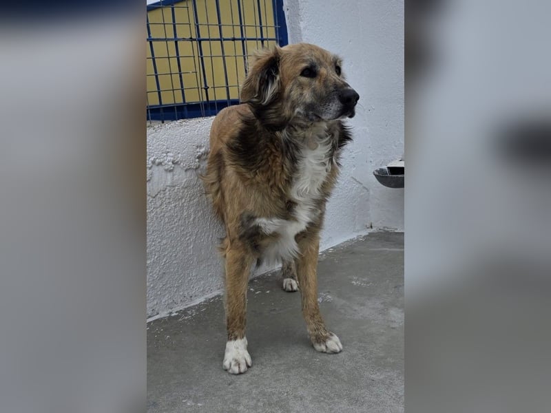 Honey, zurückhaltender Sanfter Collie Mix sucht ruhiges Zuhause