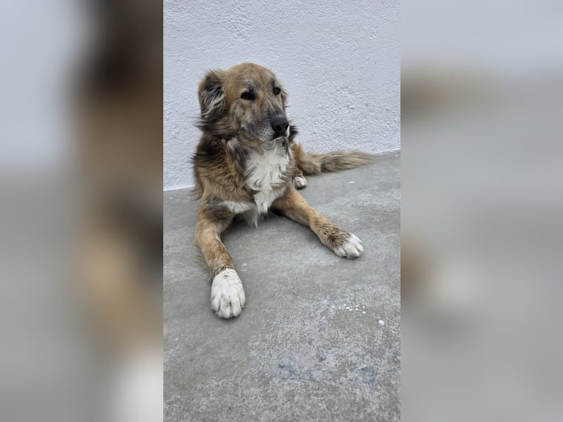 Honey, zurückhaltender Sanfter Collie Mix sucht ruhiges Zuhause