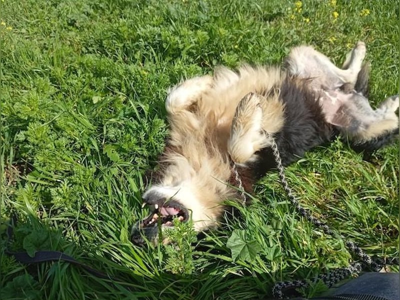 Begleris, menschenbezogener Collie-Mix, ca. 6 Jahre, ca. 58 cm, ca. 24 kg