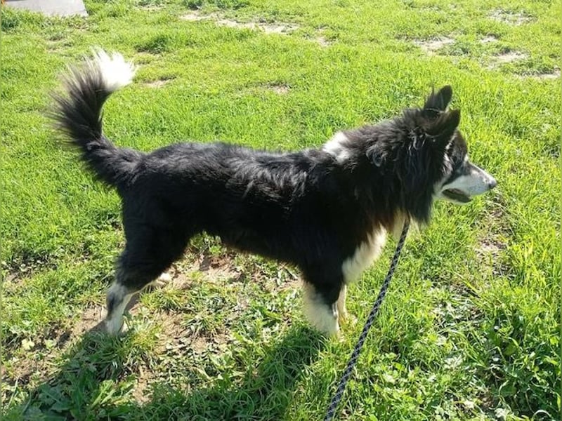 Begleris, menschenbezogener Collie-Mix, ca. 6 Jahre, ca. 58 cm, ca. 24 kg