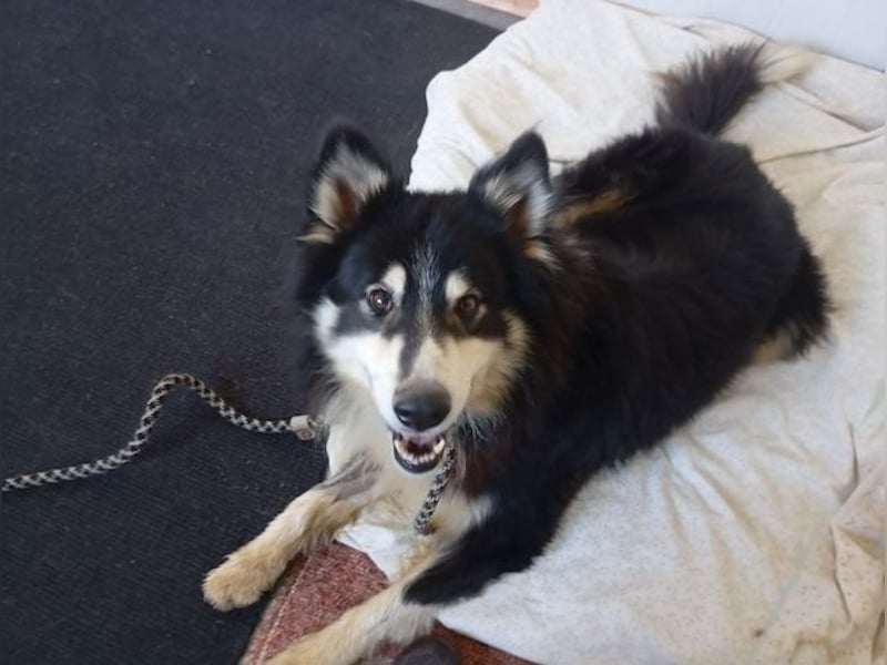 Begleris, menschenbezogener Collie-Mix, ca. 6 Jahre, ca. 58 cm, ca. 24 kg