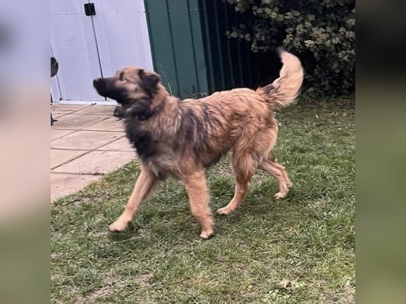 Juna die tollste und freundlichste Hündin