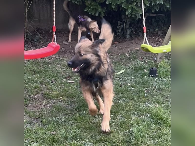 Juna die tollste und freundlichste Hündin