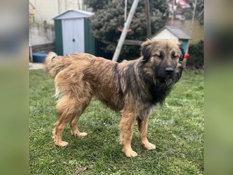 Juna die tollste und freundlichste Hündin