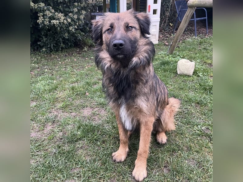 Juna die tollste und freundlichste Hündin