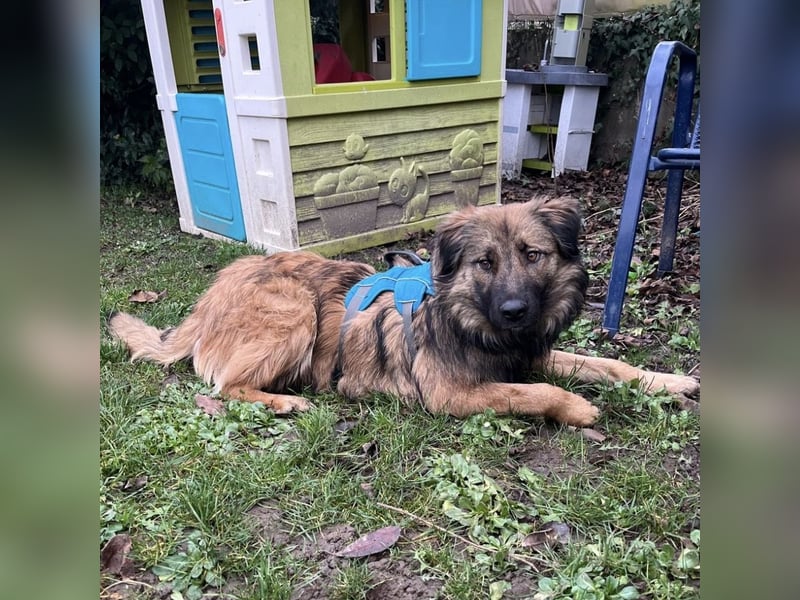 Juna die tollste und freundlichste Hündin