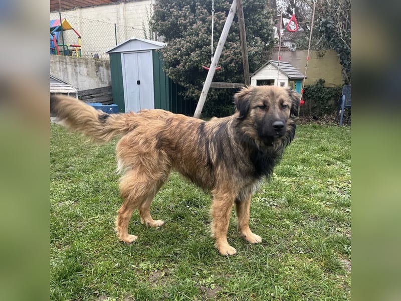 Juna die tollste und freundlichste Hündin