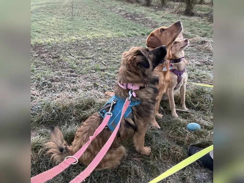 Juna die tollste und freundlichste Hündin
