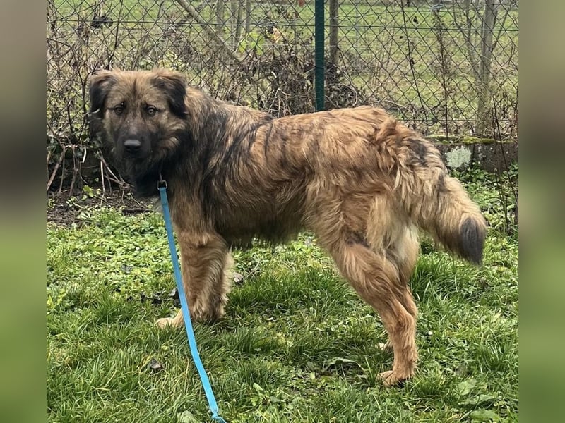 Juna die tollste und freundlichste Hündin