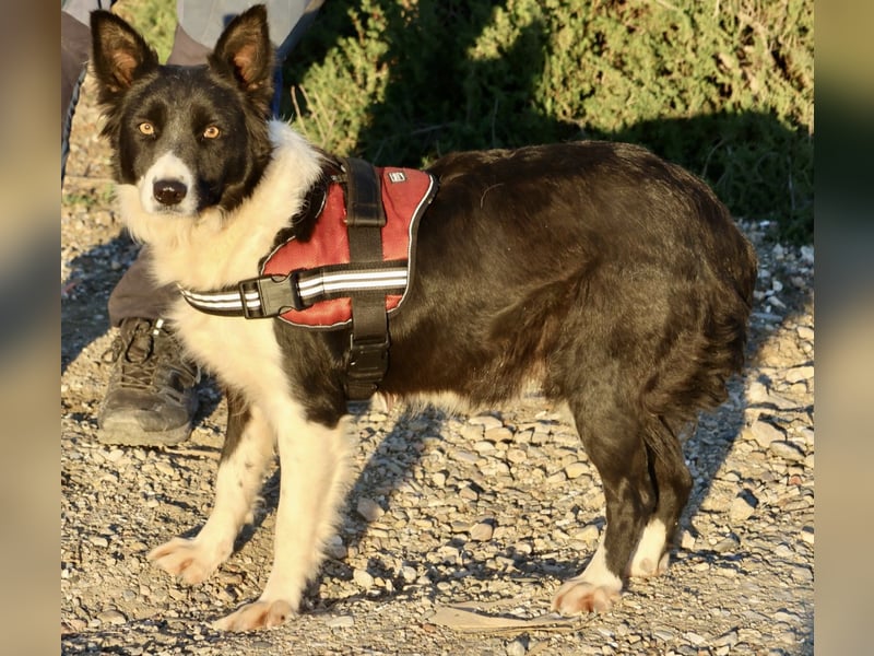 Limona - verschmust, offen und lernfreudig