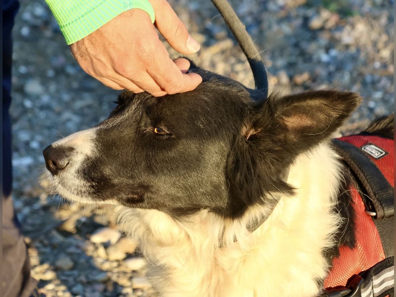 Limona - verschmust, offen und lernfreudig