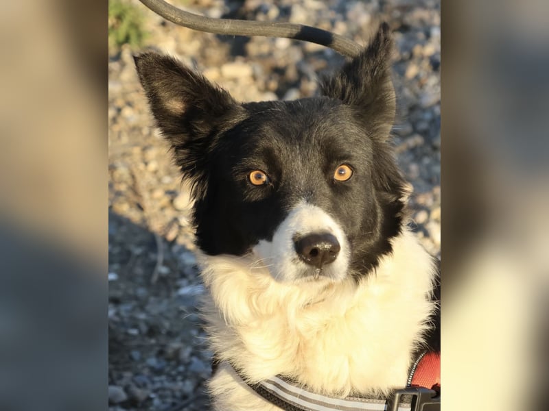 Limona - verschmust, offen und lernfreudig