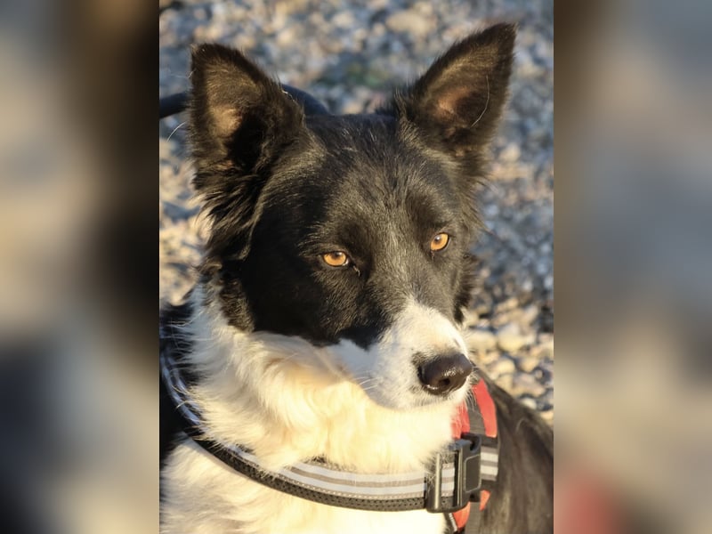 Limona - verschmust, offen und lernfreudig