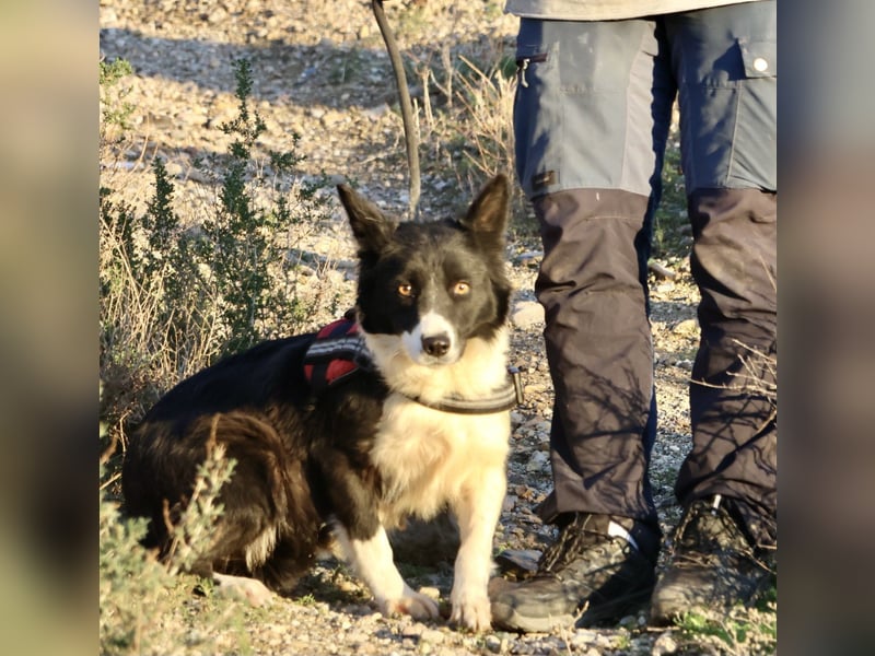 Limona - verschmust, offen und lernfreudig