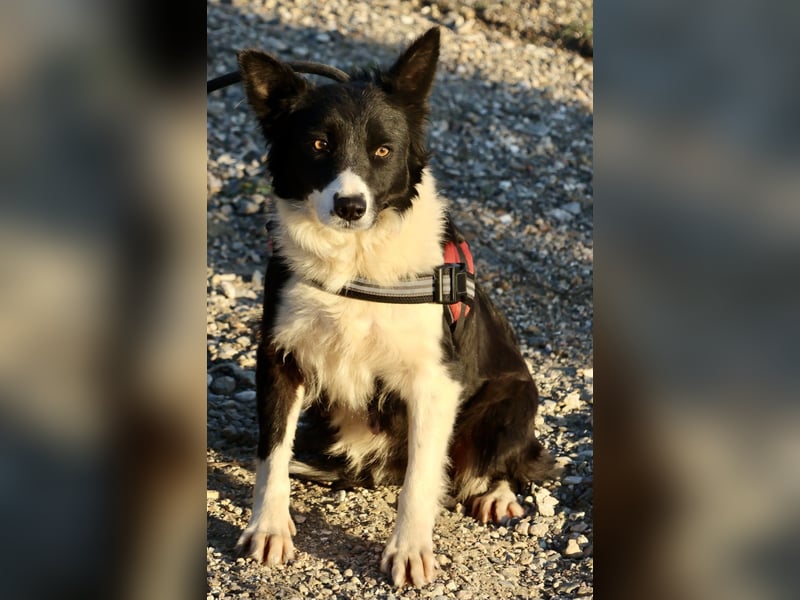 Limona - verschmust, offen und lernfreudig