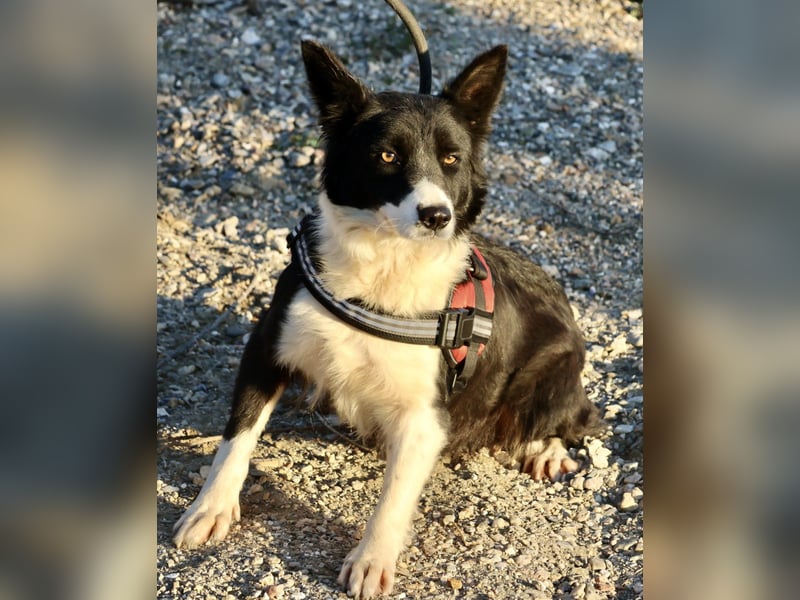 Limona - verschmust, offen und lernfreudig