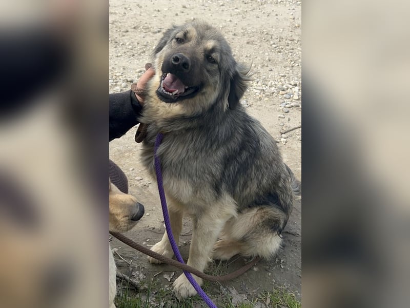 Ryker - ein Traumwesen