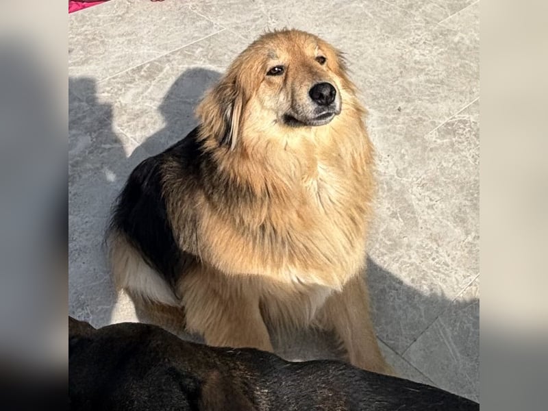 Nemo braucht ein liebevolles Zuhause