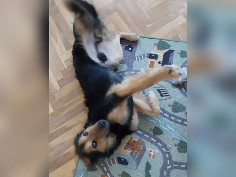 Bonze ein absoluter Schatz