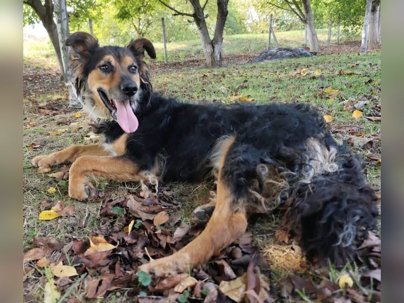 Kovu ein wundervoller Rüde