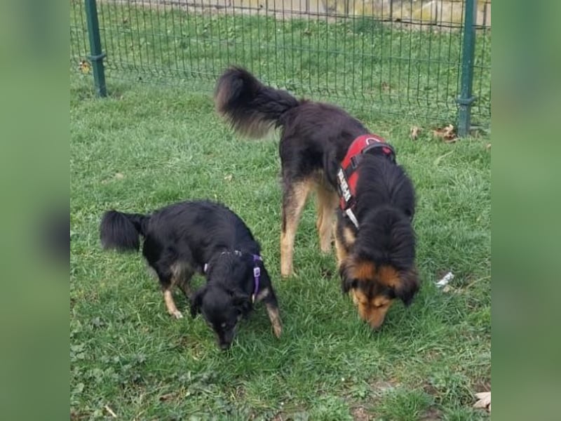 Bonze ein absoluter Schatz