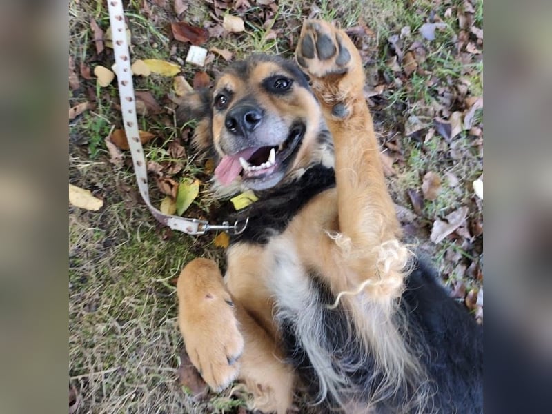 Kovu ein wundervoller Rüde