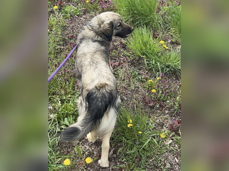 Ryker - ein Traumwesen