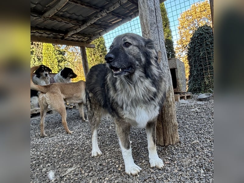 Daisy eine unglaublich liebe Seele