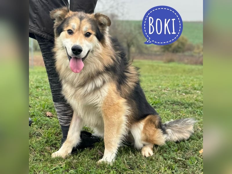 Boki ein wundervoller freundlicher Schatz