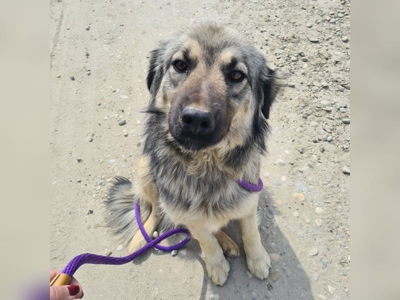 Ryker - ein Traumwesen