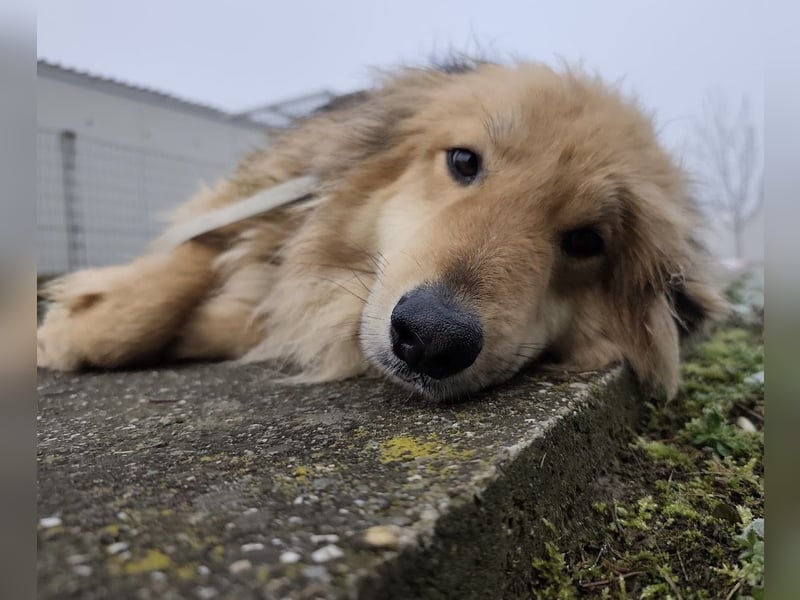 Nemo ein sehr trauriger Engel