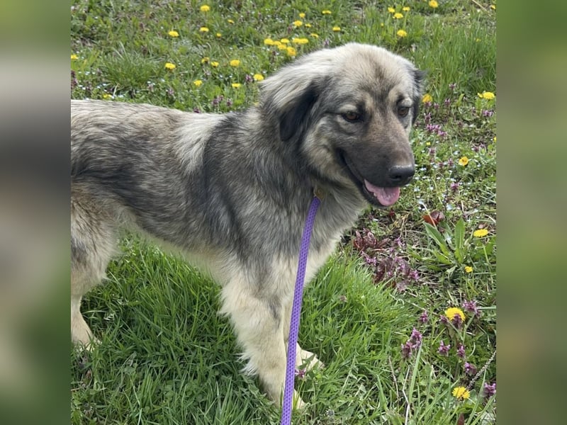 Ryker - ein Traumwesen