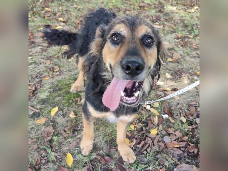 Kovu ein wundervoller Rüde