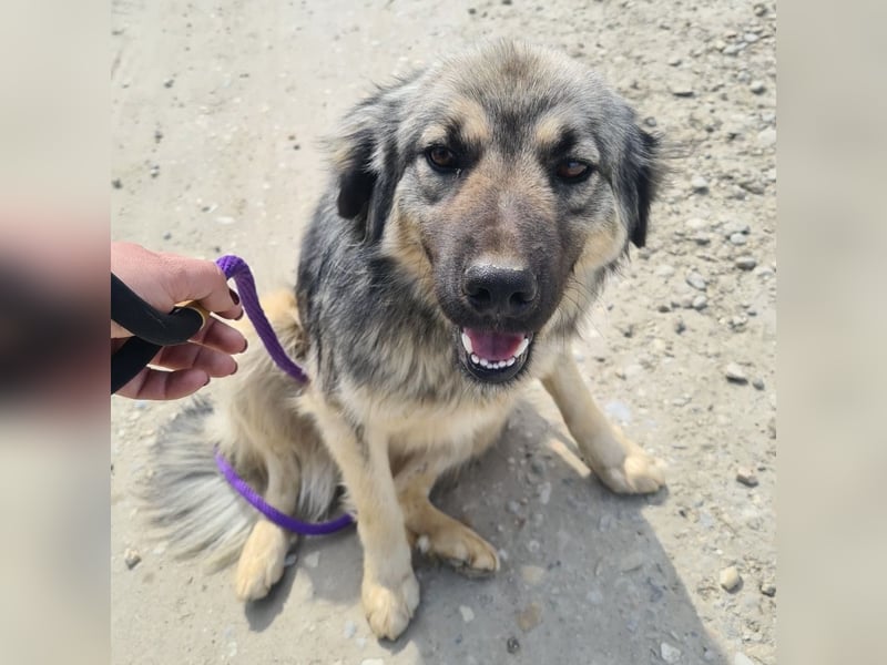 Ryker - ein Traumwesen