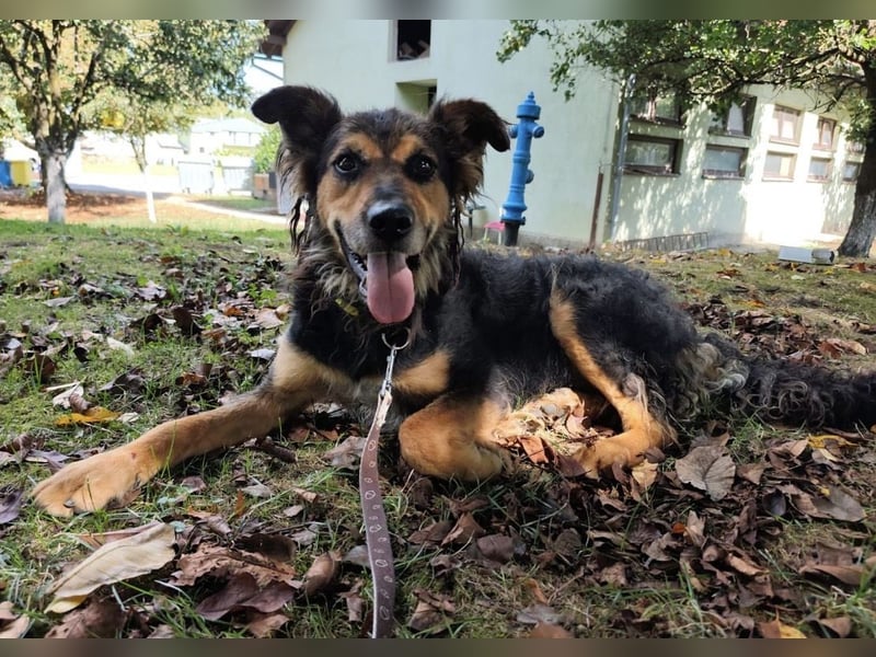 Kovu ein wundervoller Rüde