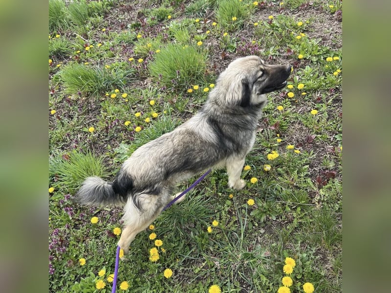 Ryker - ein Traumwesen