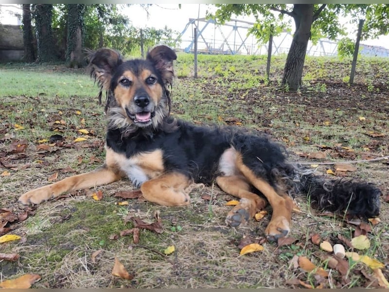 Kovu ein wundervoller Rüde