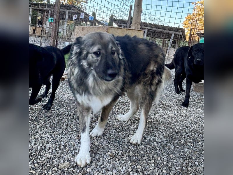 Daisy eine unglaublich liebe Seele