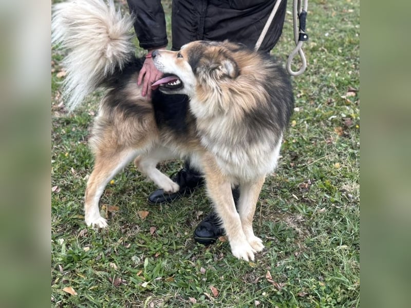 Boki ein wundervoller freundlicher Schatz