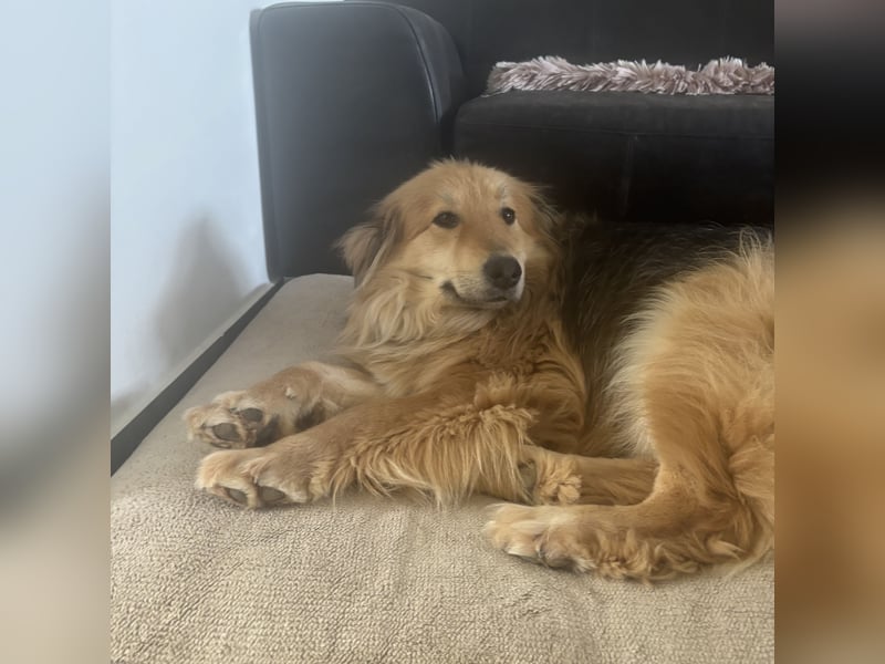 Nemo braucht ein liebevolles Zuhause