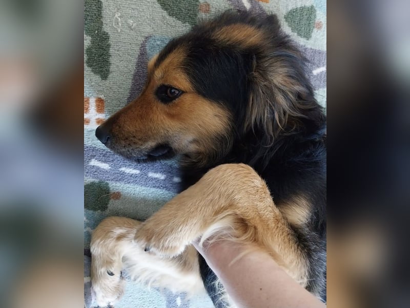 Bonze ein absoluter Schatz